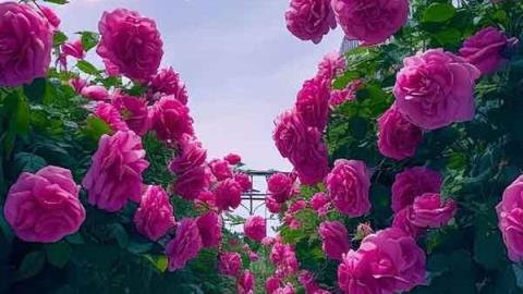 به آن برنگرد،  وقتی برایش توبه کردی